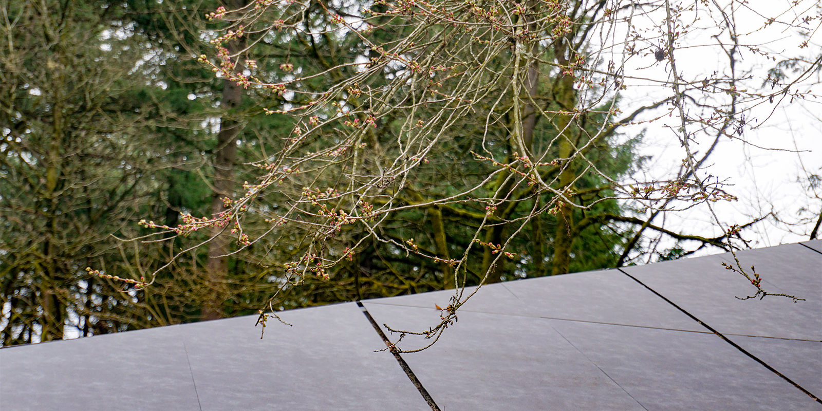 Portland Japanese Garden -Cherry Blossom Spring Watch - 3.21 - DSC02393