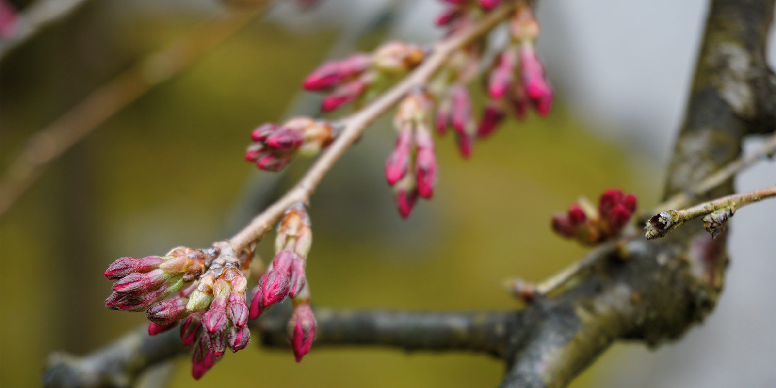 Portland Japanese Garden -Cherry Blossom Spring Watch - 3.21 - DSC02404